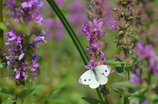 small white butterfly cabbage.jpg - SMALL WHITE ON PURPLE LOOSESTRIFE - HAMPSHIRE JULY 2011